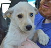 D23 Litter- Timber ADOPTED