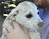 D23 Litter-Stormy ADOPTED