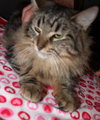 C32 Litter - Mars-ADOPTED