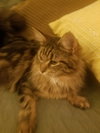 C32 Litter - Mars-ADOPTED