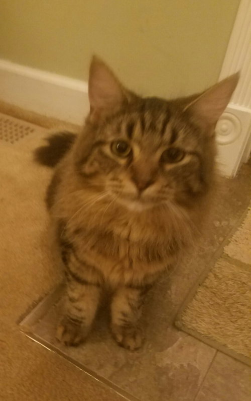 C32 Litter - Mars-ADOPTED