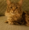 C32 Litter - Mars-ADOPTED
