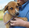 D24 Litter-Myla ADOPTED