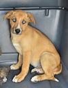 D24 Litter-Myla ADOPTED