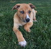 D24 Litter-Myla ADOPTED