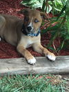 D24 Litter-Myla ADOPTED