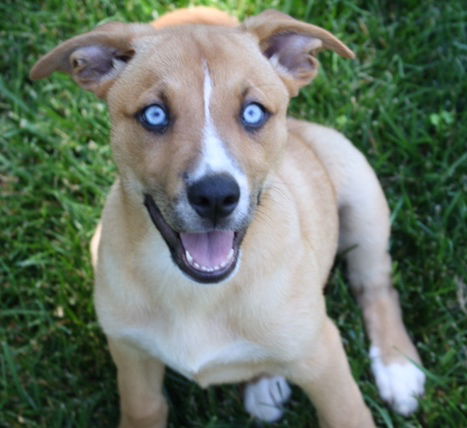 D24 Litter-Myla ADOPTED
