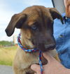 D24 Litter- Dusty ADOPTED