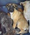 D24 Litter- Dusty ADOPTED