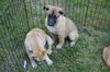 D24 Litter- Dusty ADOPTED