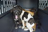 D24 Litter- Pork Chop ADOPTED
