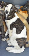 D24 Litter- Pork Chop ADOPTED