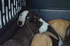 D24 Litter- Pork Chop ADOPTED
