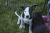 D24 Litter- Pork Chop ADOPTED
