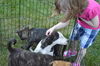 D24 Litter- Pork Chop ADOPTED
