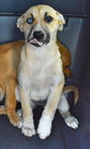 D24 Litter-Lilly ADOPTED