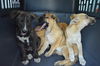D24 Litter-Lilly ADOPTED
