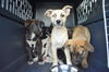 D24 Litter-Lilly ADOPTED