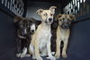 D24 Litter-Lilly ADOPTED