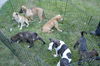 D24 Litter-Lilly ADOPTED