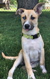 D24 Litter-Lilly ADOPTED