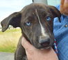 D24 Litter- Thelma ADOPTION PENDING