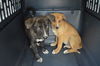 D24 Litter- Thelma ADOPTION PENDING
