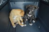 D24 Litter- Thelma ADOPTION PENDING