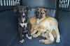 D24 Litter- Thelma ADOPTION PENDING