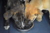 D24 Litter- Thelma ADOPTION PENDING