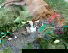 D24 Litter- Thelma ADOPTION PENDING