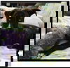 D24 Litter- Thelma ADOPTION PENDING