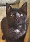 C33 Litter- Mr. Twinkle