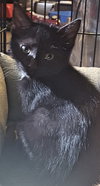 C33 Litter- Mr. Twinkle