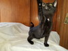 C33 Litter- Mr. Twinkle