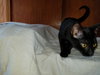 C33 Litter- Mr. Twinkle