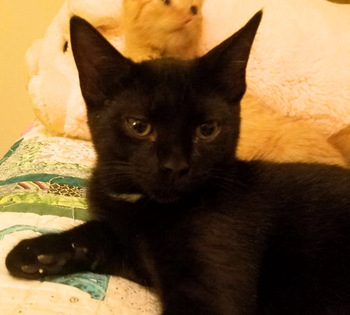 C33 Litter- Mr. Twinkle