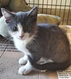 C33 Litter- Sylvester ADOPTED
