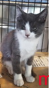 C33 Litter- Sylvester ADOPTED