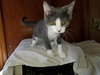 C33 Litter- Sylvester ADOPTED