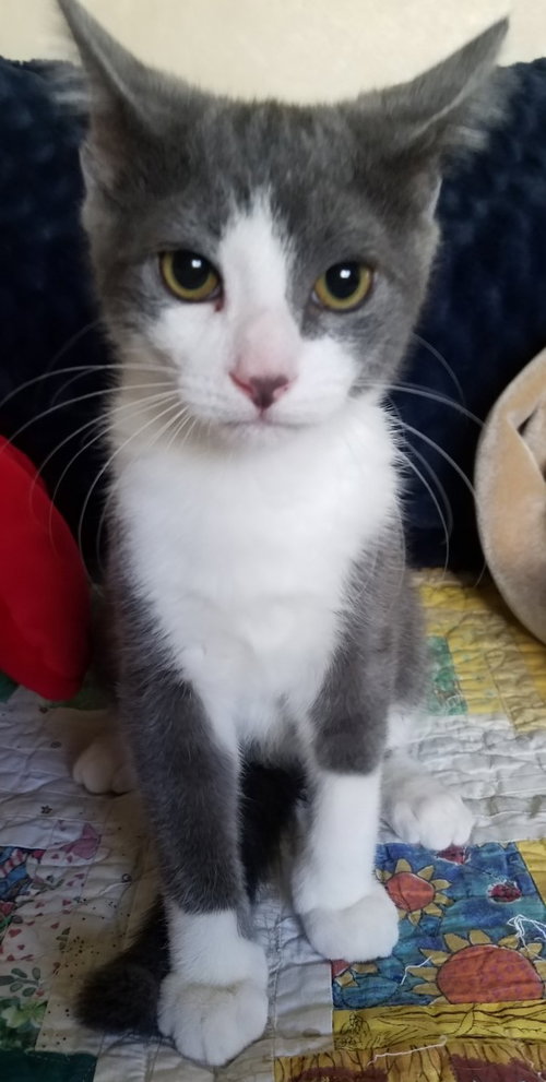 C33 Litter- Sylvester ADOPTED