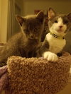 C33 Litter- Sylvester ADOPTED