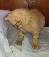 C33 Litter- Jasper ADOPTION PENDING