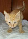 C33 Litter- Jasper ADOPTION PENDING