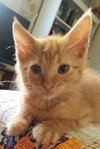C33 Litter- Jasper ADOPTION PENDING