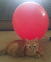 C33 Litter- Jasper ADOPTION PENDING