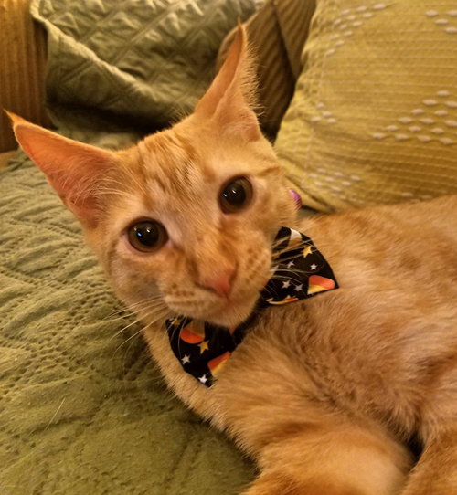 C33 Litter- Jasper ADOPTION PENDING
