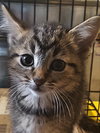 C33 Litter-Squeakers ADOPTION PENDING