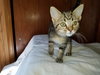 C33 Litter-Squeakers ADOPTION PENDING
