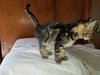 C33 Litter-Squeakers ADOPTION PENDING